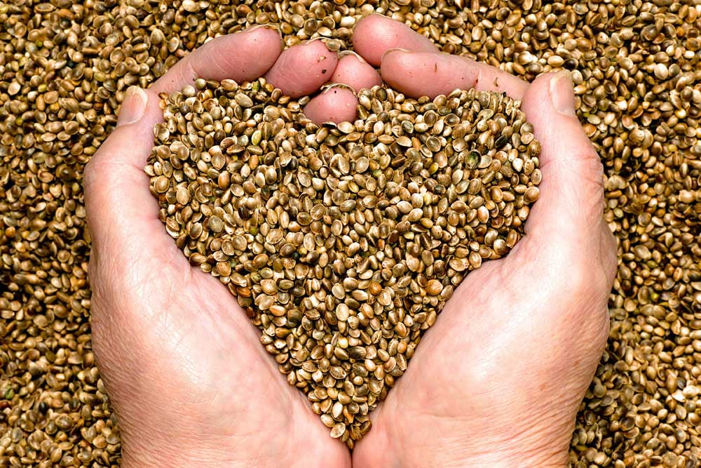Hemp Hemp Seeds in Hands