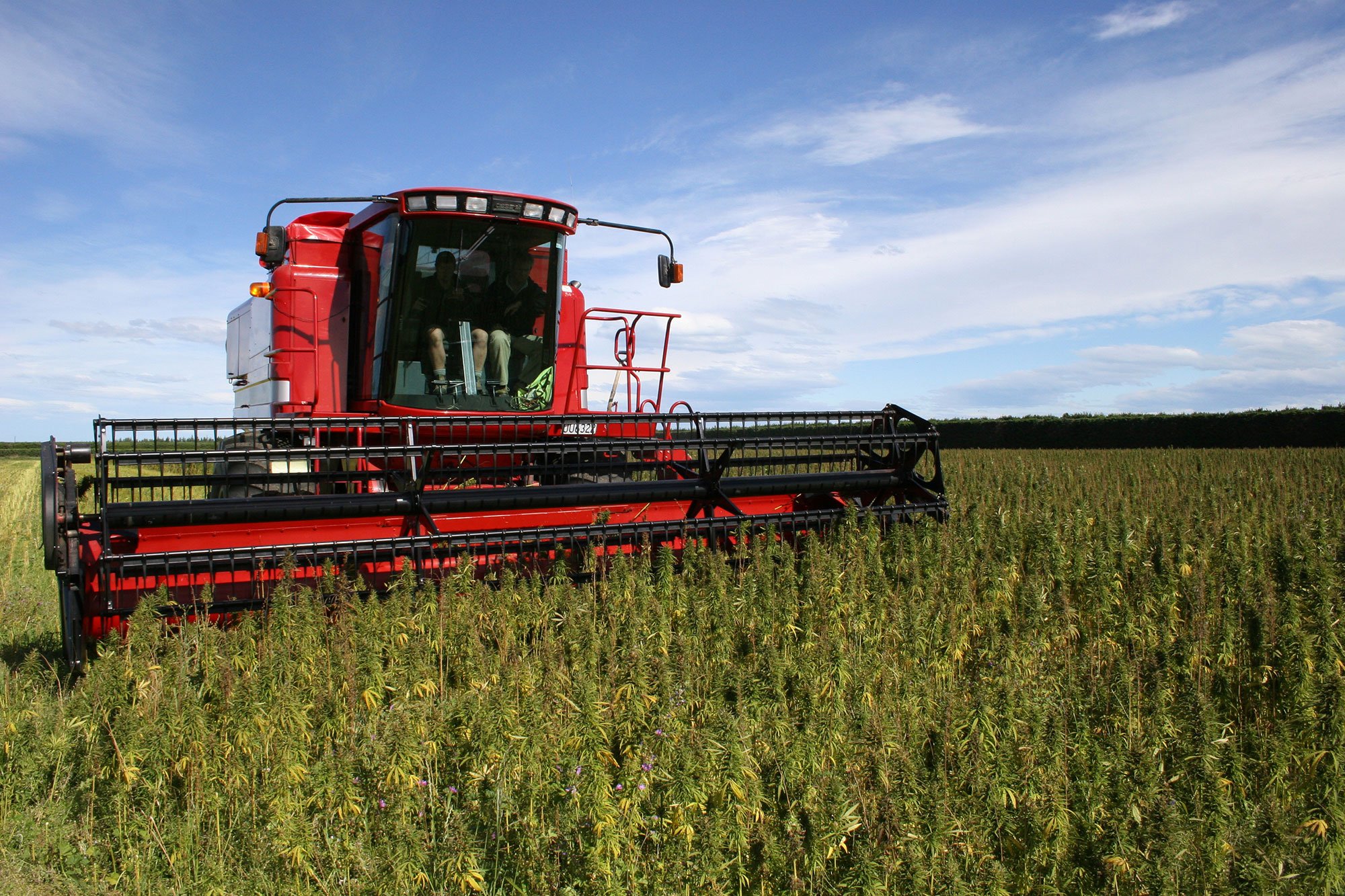 industrial hemp